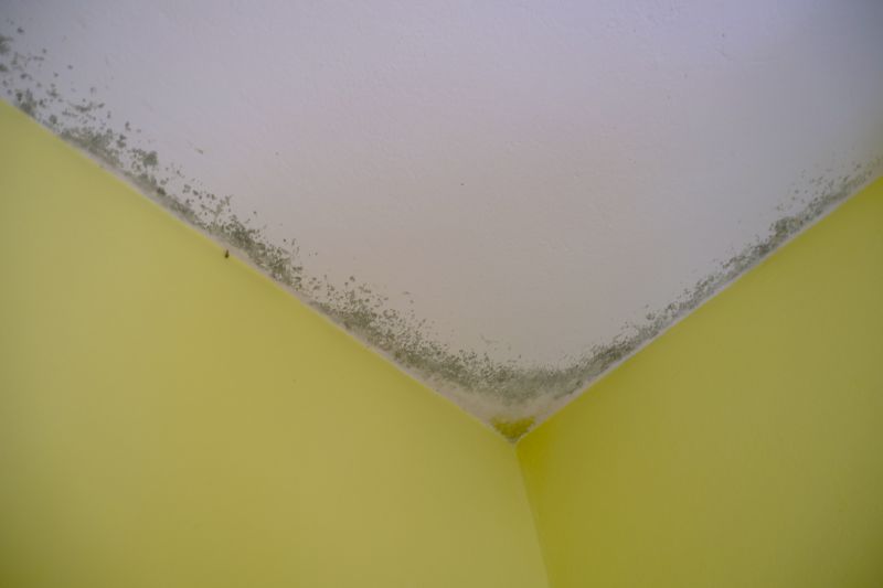 Ceiling Mold Removal in Broward County, FL