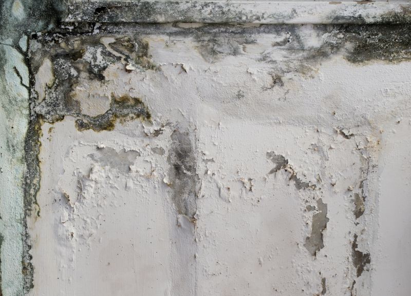Garage Mold Remediation in Boca Raton, FL