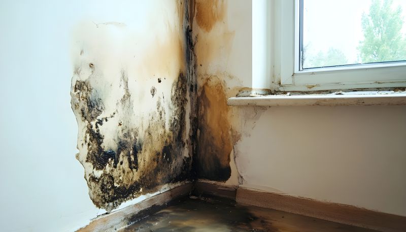 Mold Removal in Essex County, NJ