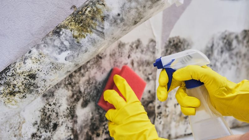 Mold Removal in Essex County, NJ