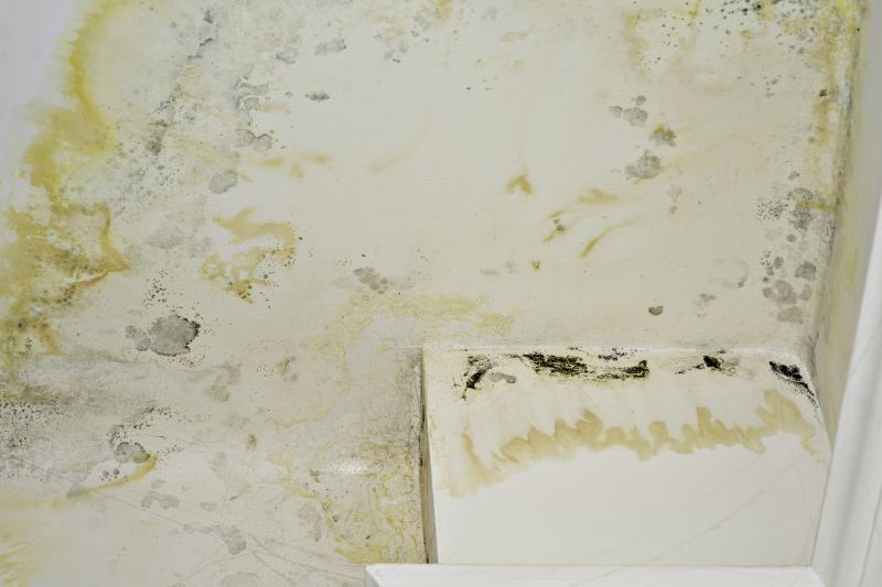Mold Restoration in Broward County, FL