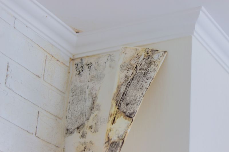 White Mold Mitigation in Fort Worth, TX