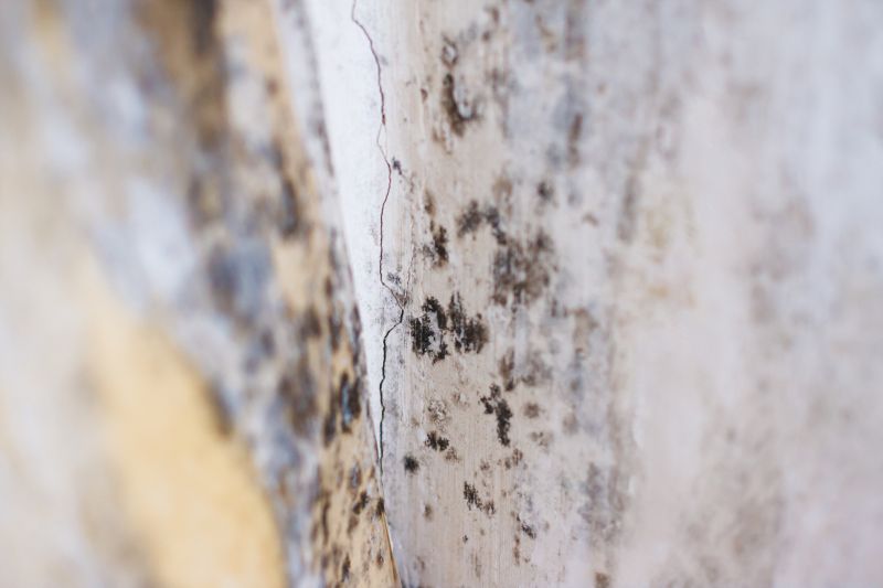 White Mold Mitigation in Fort Worth, TX